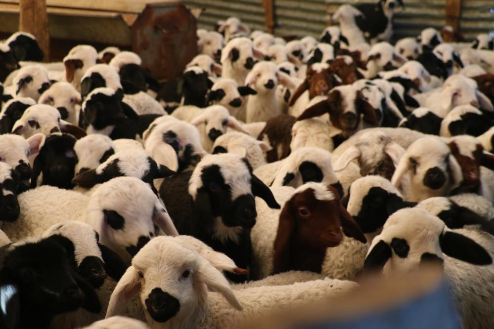Elazığ’da 98 bin sığır aşılandı